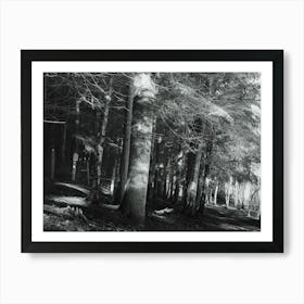 Woodland Art Print