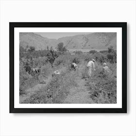 Young People From Logan Picking Berries For Farmer In Cache County, Utah, There Is No Migrant Labor Used Art Print