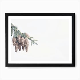 Pine Cone Branch Art Print