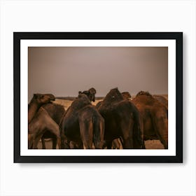 Camel humps - Al Wathba Abu Dhabi UAE photo print - moody animal photography Art Print Art Print