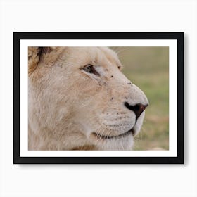 Lion Female Close Up Art Print