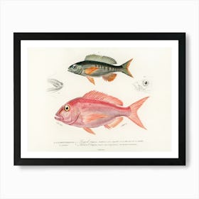 Different Types Of Fishes, Charles Dessalines D'Orbigny 10 Art Print