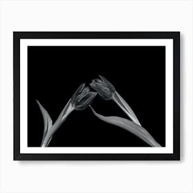 Black And White Tulips Art Print