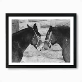 Mules, Brownwood, Texas By Russell Lee Art Print