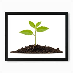 Closeup Of A Small Green Plant With Roots In Soil Art Print