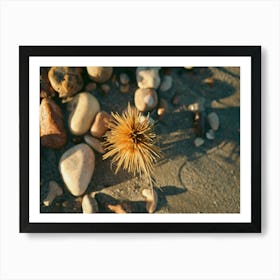 Beach Spinifex with Pebbles Art Print