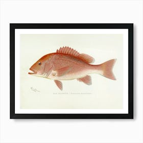 Sherman F Denton Red Snapper Vintage Stone Lithograph Illustration Remastered and Enhanced Art Print