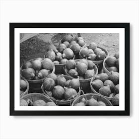 Hubbard Squash Near Berlin, Connecticut By Russell Lee Art Print