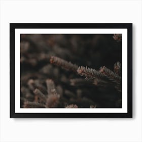 Pine Needle Branch Art Print