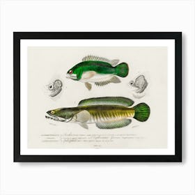 Different Types Of Fishes, Charles Dessalines D'Orbigny 11 Art Print