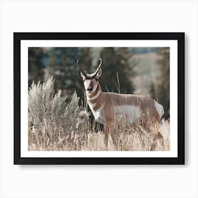 Utah Pronghorn Scenery Art Print