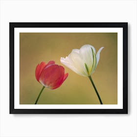 Red And White Tulips Art Print