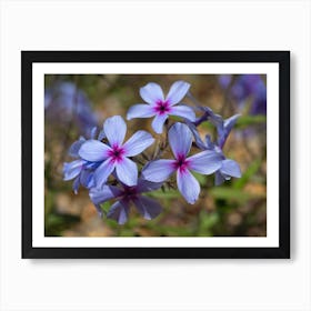 Creeping Phlox Flowers Art Print