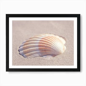 Neutral tones seashell in beige and orange - coastal nature and travel photography by Christa Stroo Photography Art Print