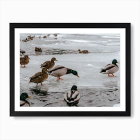 Ducks On Frozen Pond Art Print