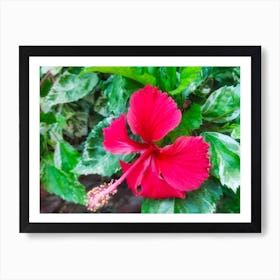 Lovely red hibiscus flower Photo specially made for you Art Print