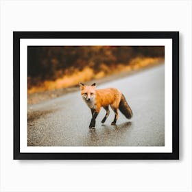 Traveling Red Fox Art Print