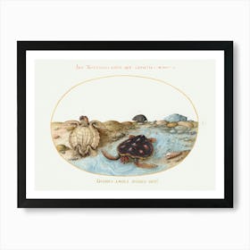 Turtles, Muskrat, And Shells (1575–1580), Joris Hoefnagel Art Print