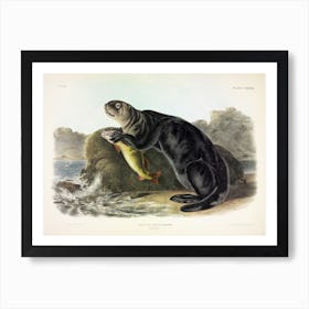 Sea Otter, John James Audubon Art Print