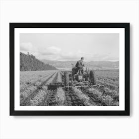 Salinas, California Intercontinental Rubber Producers,Cultivating Two Year Old Guayule Shrubs By Russell Lee Art Print