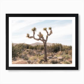 Joshua Tree In The Desert Art Print