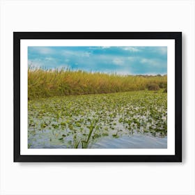 Water Lily Pool 2 Art Print