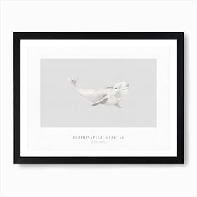 Boho Ocean 1 Beluga Whale Art Print