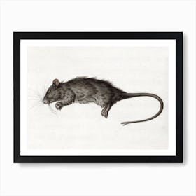 Dead Rat (1795), Jean Bernard Art Print