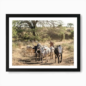 Herd Of Cattle From The Karamojong Tribe In Uganda In Africa Art Print