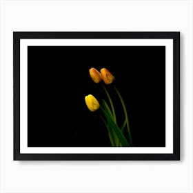 Yellow Tulips on black Art Print