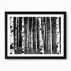 Birch Forest 122 Art Print