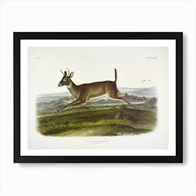  Long Tailed Deer, John James Audubon Art Print