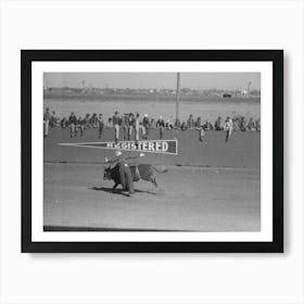 Untitled Photo, Possibly Related To Cowboy Being Thrown From Bucking Horse During The Rodeo Of The Sa Art Print