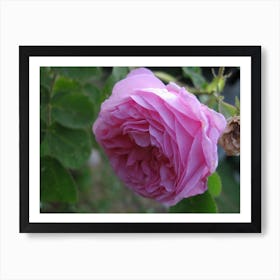 Rose Of London Art Print