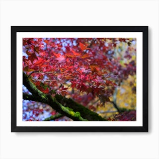 Red maple leaves in autumn Art Print