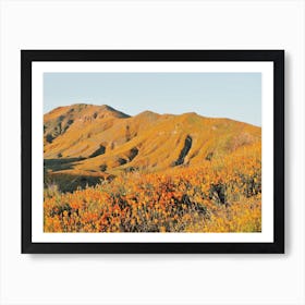 California Poppy Flower Hills Art Print