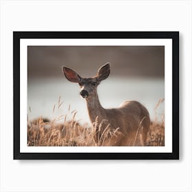 Rustic Deer In Sun Art Print