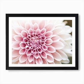Light Pink Dahlia Flower Art Print