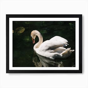 A Swan in Copenhagen Art Print