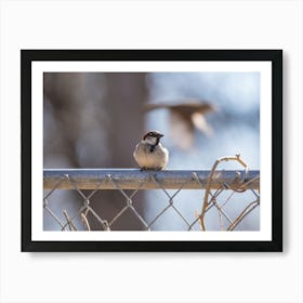 Sparrow On A Fence Art Print