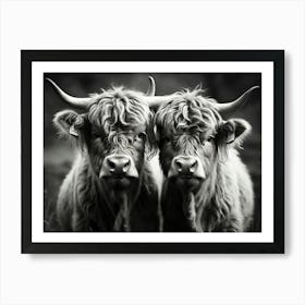 Highland Cows 2 Art Print