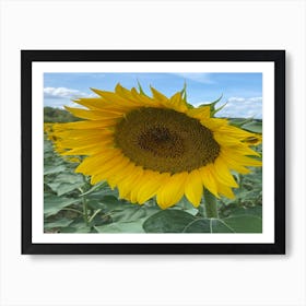 Sunflower 2 Art Print