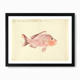 A Fish From The Red Sea, Luigi Balugani Art Print