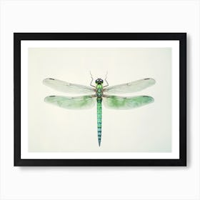 Dragonfly Common Green Darner Anax Juni Illustration 7 Art Print