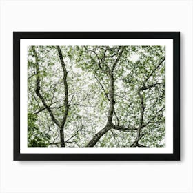 Rainforest in Uganda Art Print