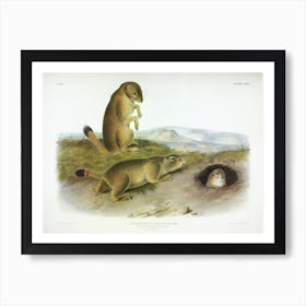 Prairie Dogs, John James Audubon Art Print