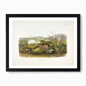 Hudson'S Bay Lemming, John James Audubon Art Print