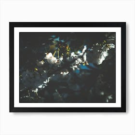 White Blossom Art Print