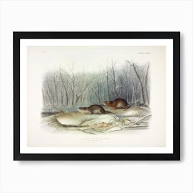 Meadow Mouse 1, John James Audubon Art Print