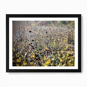 Sunflowers In The Field Art Print